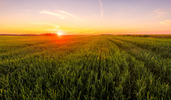 Sustainable agriculture with Google Earth Engine